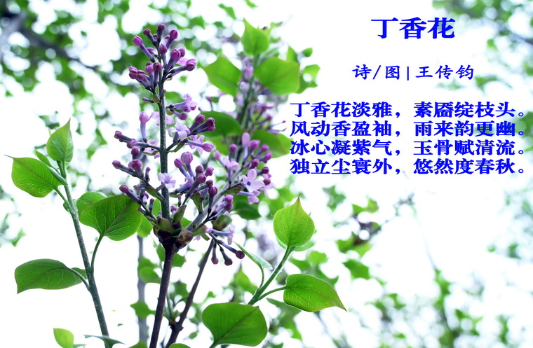 5丁香花.jpg